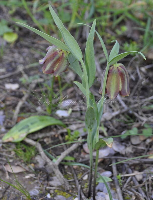 Фритиллярия (Рябчик) понтийская / Fritillaria pontica — фото 4