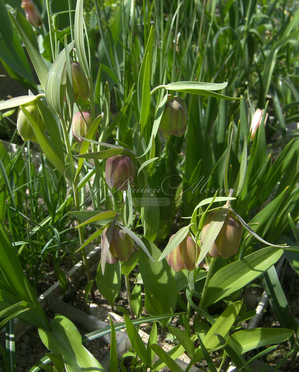 Фритиллярия (Рябчик) понтийская / Fritillaria pontica — фото 5
