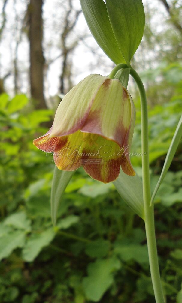 Фритиллярия (Рябчик) понтийская / Fritillaria pontica — фото 6