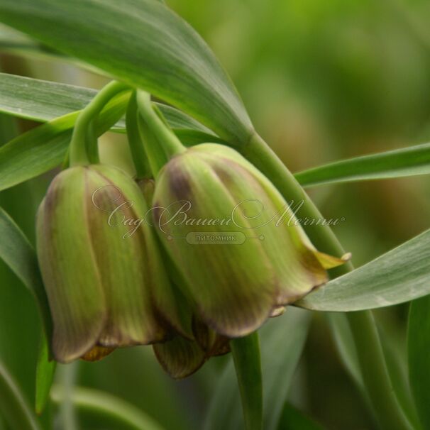 Фритиллярия (Рябчик) понтийская / Fritillaria pontica — фото 7