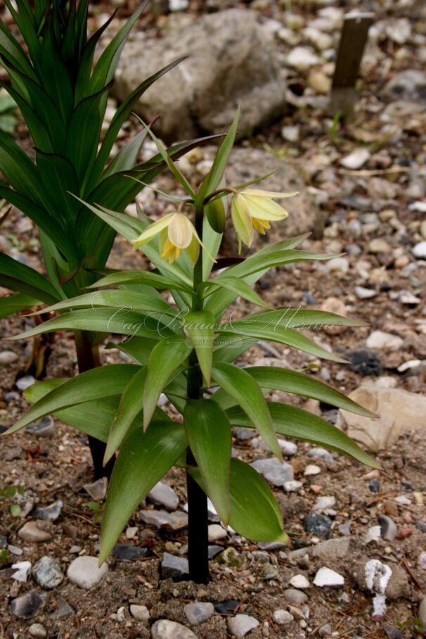 Фритиллярия (Рябчик) Радде / Fritillaria raddeana — фото 3