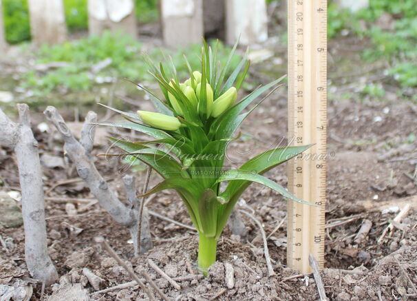 Фритиллярия (Рябчик) Радде / Fritillaria raddeana — фото 4