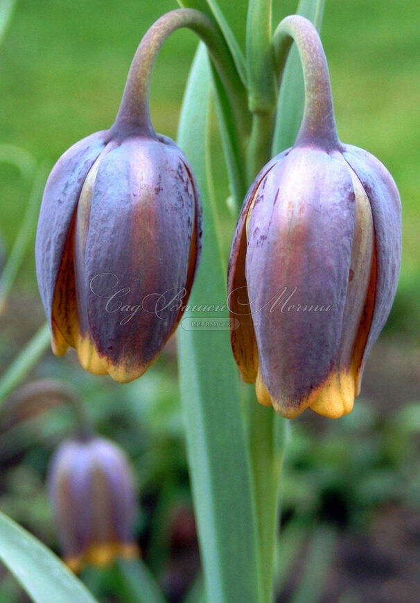 Фритиллярия (Рябчик) лисьеягодная / Fritillaria uva-vulpis — фото 2