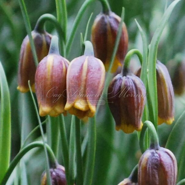 Фритиллярия (Рябчик) лисьеягодная / Fritillaria uva-vulpis — фото 3