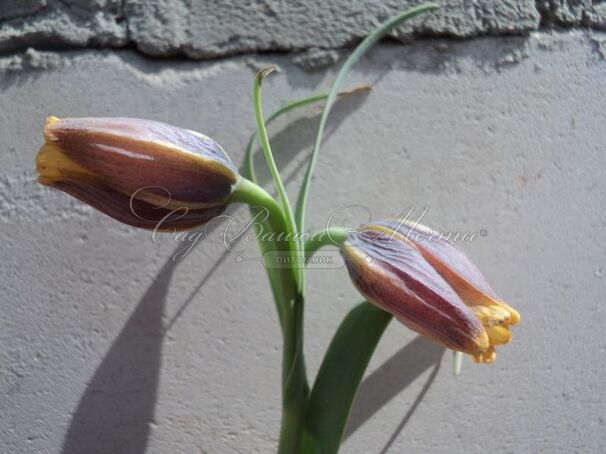 Фритиллярия (Рябчик) лисьеягодная / Fritillaria uva-vulpis — фото 4