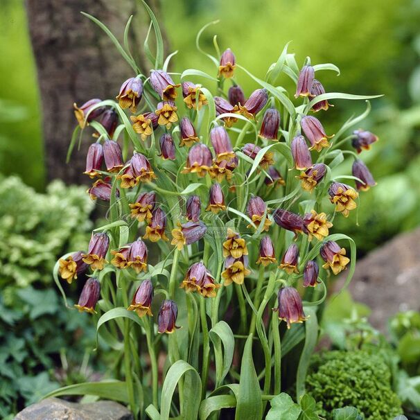 Фритиллярия (Рябчик) лисьеягодная / Fritillaria uva-vulpis — фото 5