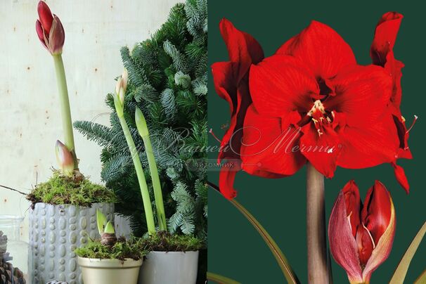 Амариллис красный / Amaryllis red — фото 2