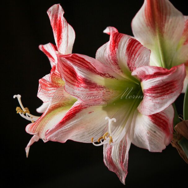 Амариллис красно-белый / Amaryllis red-white — фото 2
