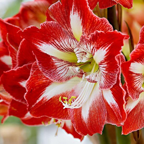 Амариллис красно-белый / Amaryllis red-white — фото 3