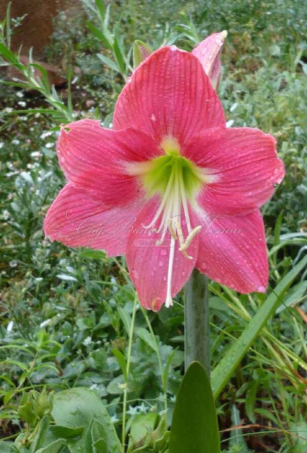 Амариллис розовый / Amaryllis pink — фото 2