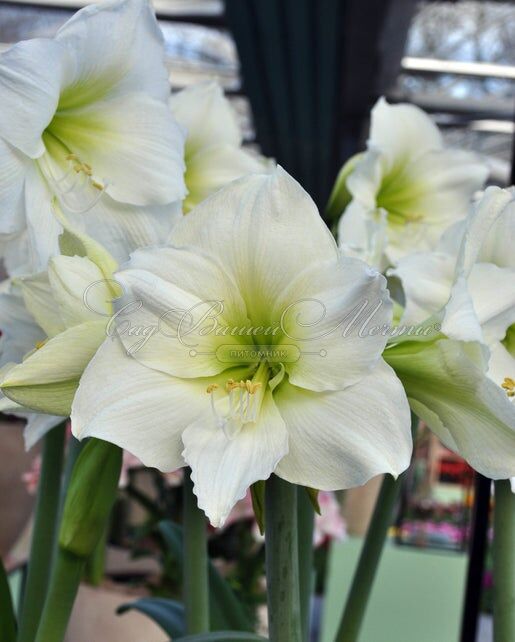 Амариллис белый / Amaryllis white — фото 2