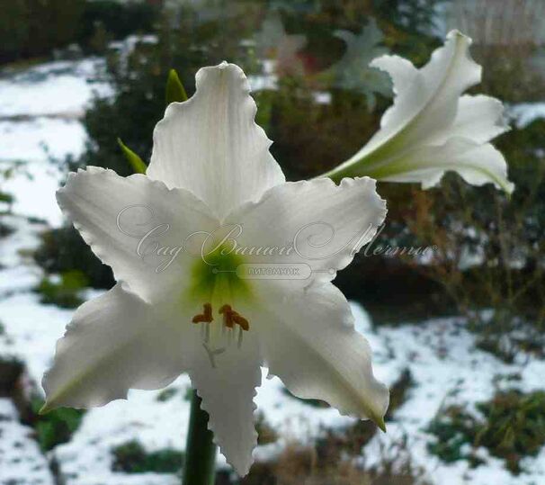 Амариллис белый / Amaryllis white — фото 3