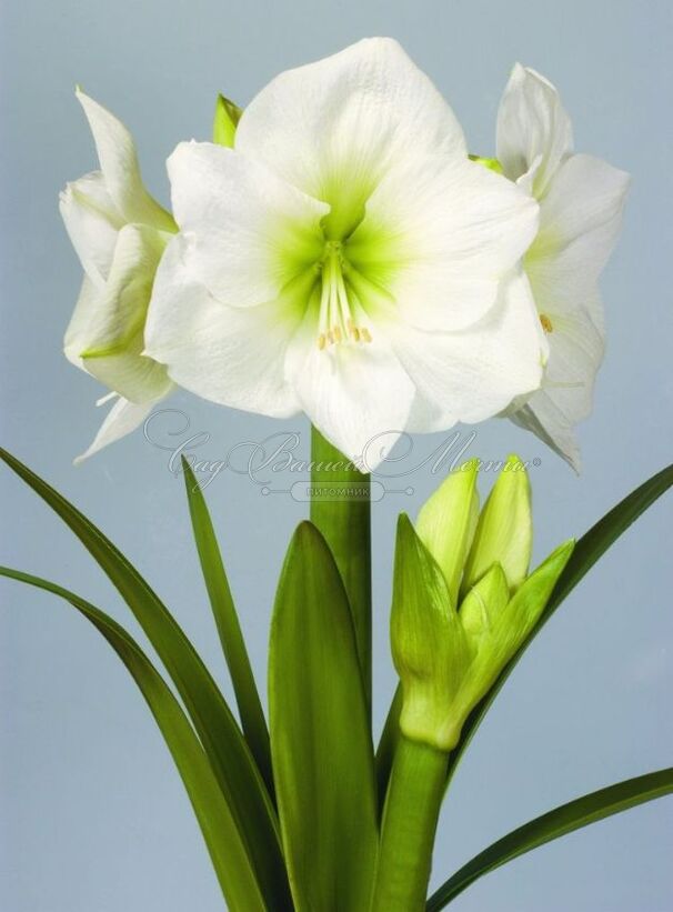 Амариллис белый / Amaryllis white — фото 4