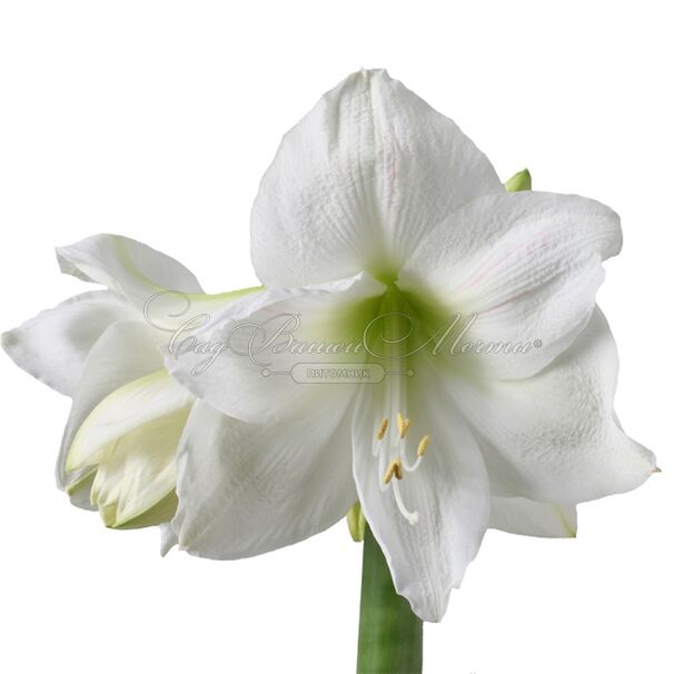 Амариллис белый / Amaryllis white — фото 5