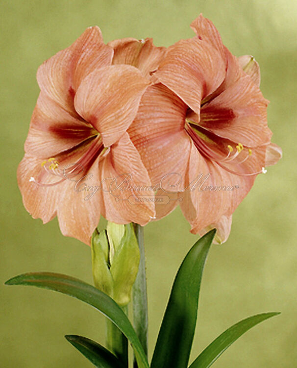 Амариллис лососевый / Amaryllis salmon — фото 3