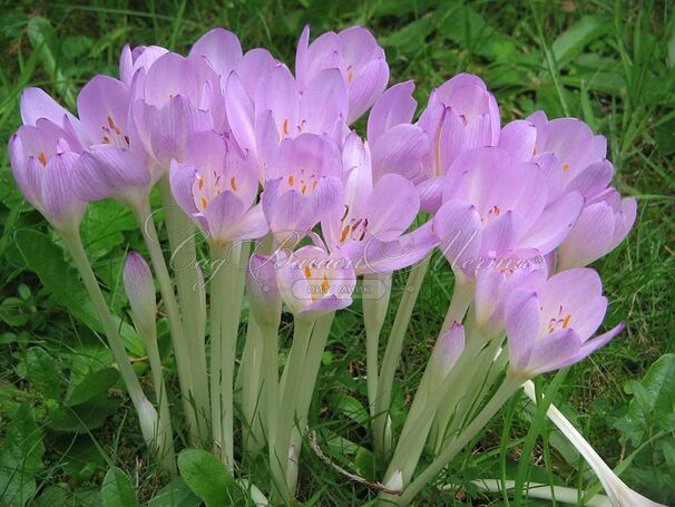 Безвременник византийский / Colchicum byzantinum — фото 2