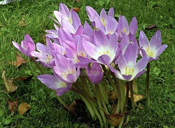 Безвременник византийский / Colchicum byzantinum — фото 3