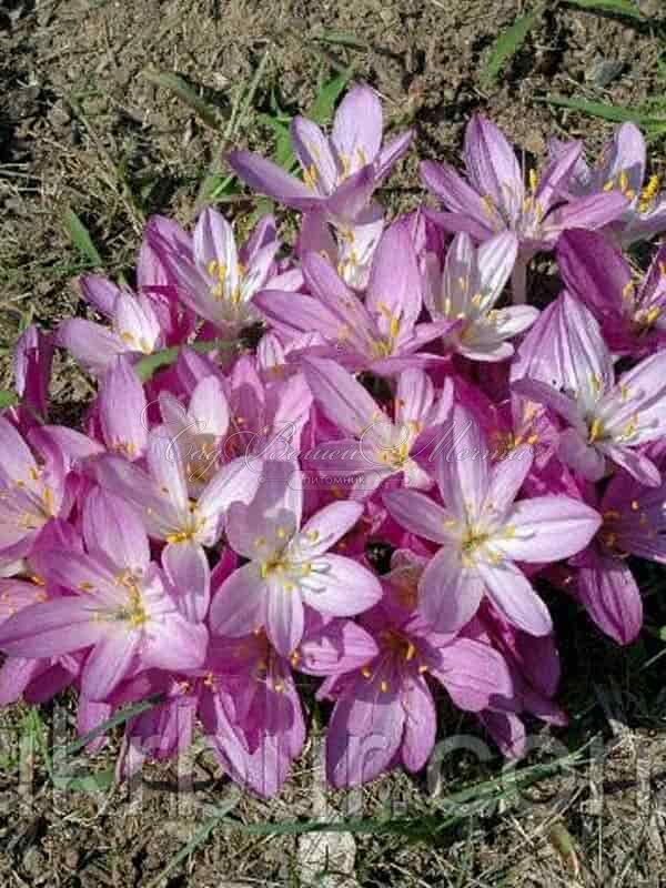 Безвременник Киликикум / Colchicum cilicicum — фото 2