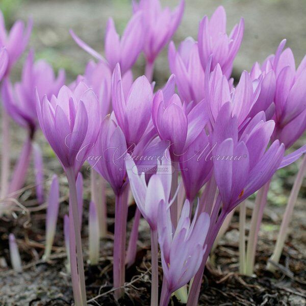 Безвременник Джиант / Colchicum Giant — фото 2