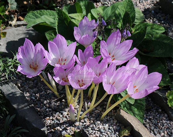 Безвременник Джиант / Colchicum Giant — фото 3