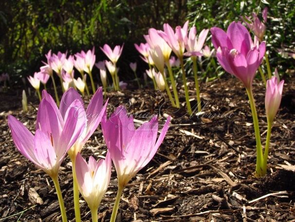 Безвременник Джиант / Colchicum Giant — фото 4