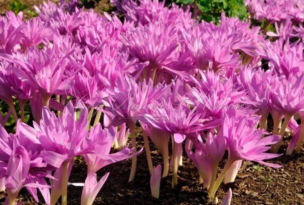 Безвременник Вотерлили / Colchicum Waterlily — фото 3