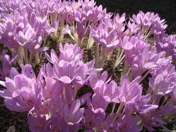 Безвременник осенний / Colchicum autumnale — фото 2