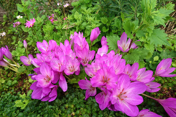 Безвременник осенний / Colchicum autumnale — фото 3