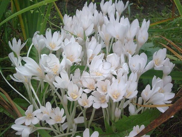 Безвременник осенний Альбопленум / Colchicum autumnale Alboplenum — фото 2