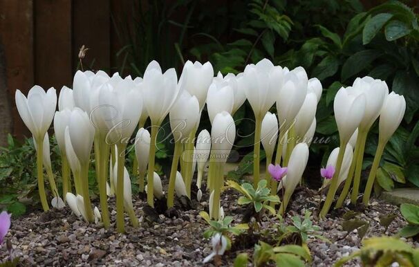 Безвременник осенний Альбопленум / Colchicum autumnale Alboplenum — фото 3