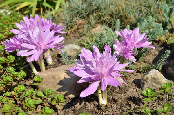 Безвременник осенний Пленифлорум / Colchicum autumnale Pleniflorum — фото 2