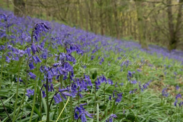 Гиацинтоидес Инглиш Блюбелс / Hyacinthoides English Bluebells — фото 2