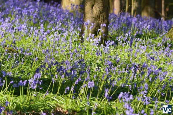 Гиацинтоидес Инглиш Блюбелс / Hyacinthoides English Bluebells — фото 3