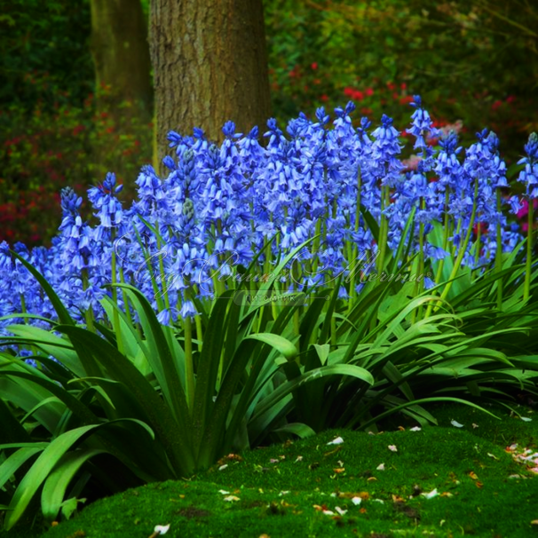 Гиацинтоидес испанский голубой / Hyacinthoides Hispanica Blue — фото 2