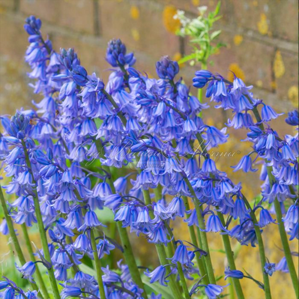 Гиацинтоидес испанский голубой / Hyacinthoides Hispanica Blue — фото 3