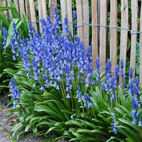 Гиацинтоидес испанский голубой / Hyacinthoides Hispanica Blue — фото 4