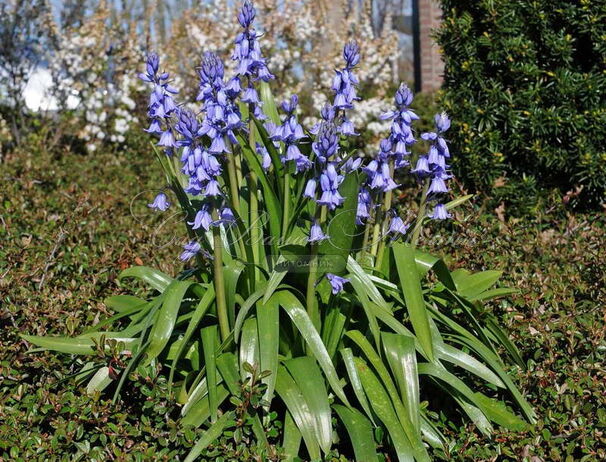 Гиацинтоидес испанский Эксельсьёр / Hyacinthoides hispanica Excelsior — фото 2