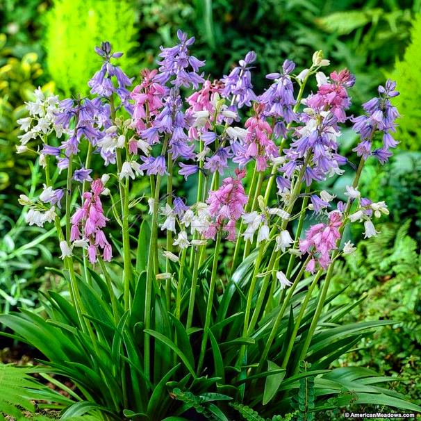 Гиацинтоидес испанский Микс / Hyacinthoides Hispanica Mix — фото 3