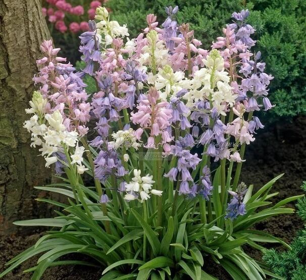 Гиацинтоидес испанский Микс / Hyacinthoides Hispanica Mix — фото 4