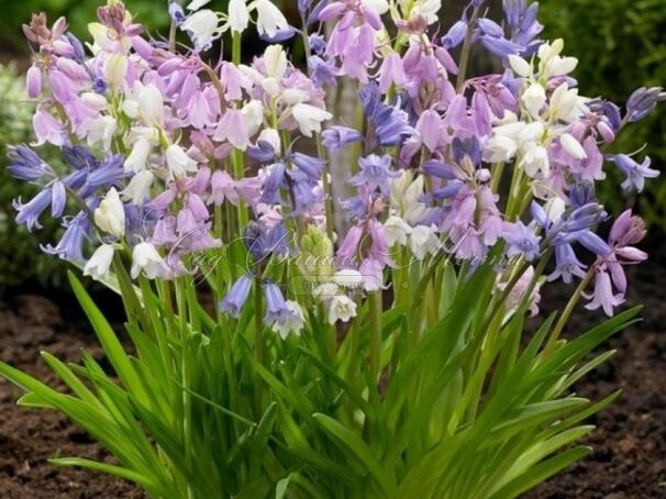 Гиацинтоидес испанский Микс / Hyacinthoides Hispanica Mix — фото 6