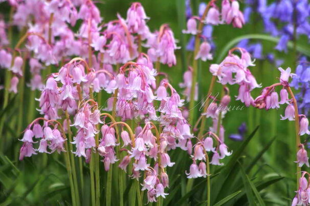 Гиацинтоидес испанский розовый / Hyacinthoides hispanica Pink — фото 2