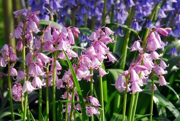 Гиацинтоидес испанский розовый / Hyacinthoides hispanica Pink — фото 3