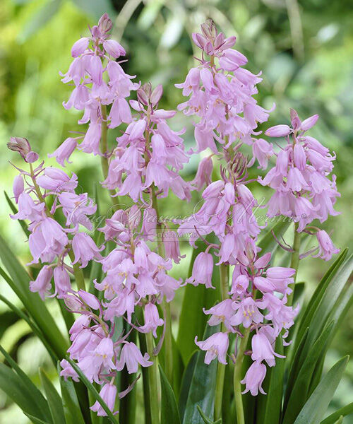 Гиацинтоидес испанский розовый / Hyacinthoides hispanica Pink — фото 4