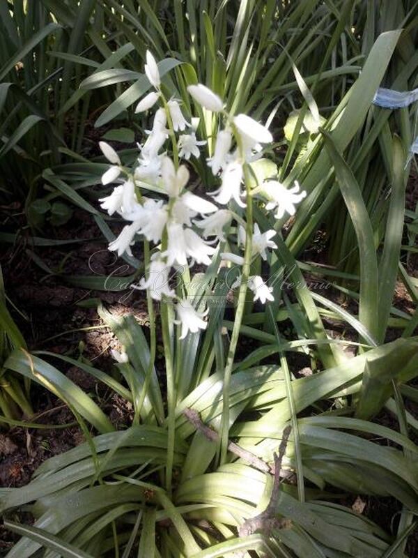 Гиацинтоидес испанский белый / Hyacinthoides hispanica White — фото 4