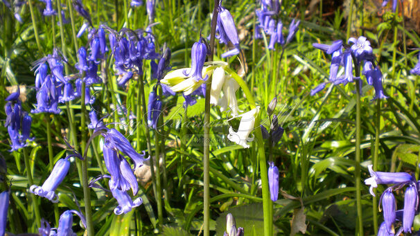 Гиацинтоидес неописанный / Hyacinthoides Non Scripta — фото 2