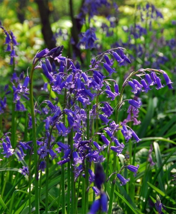 Гиацинтоидес неописанный / Hyacinthoides Non Scripta — фото 4