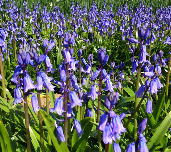 Гиацинтоидес неописанный / Hyacinthoides Non Scripta — фото 5