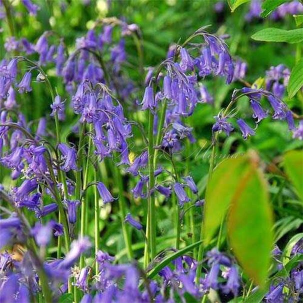 Гиацинтоидес неописанный / Hyacinthoides Non Scripta — фото 6