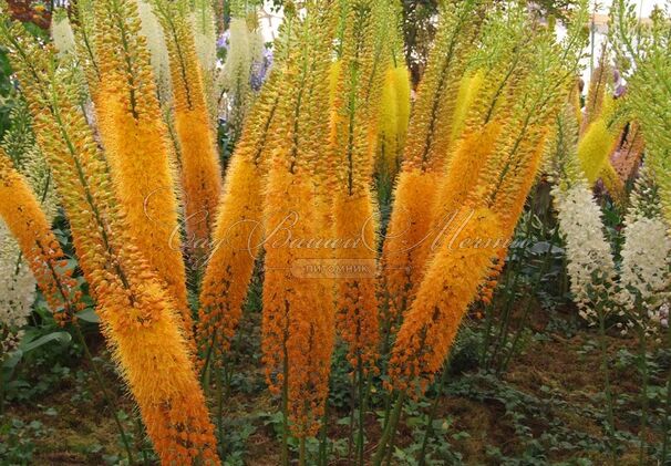 Эремурус гибриды руйтера Клеопатра / Eremurus Ruiter Hybrids Cleopatra — фото 2