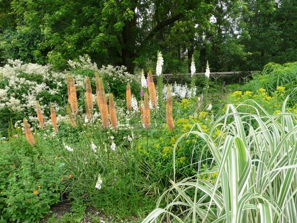 Эремурус гибриды руйтера Романс / Eremurus Ruiter Hybrids Romance — фото 2